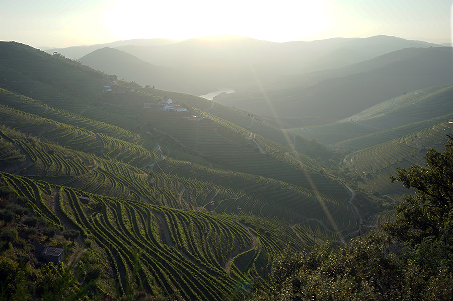 portugal, Douro, vignoble, wine, Porto